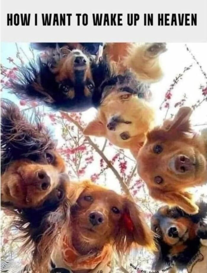 Group of cute dogs looking down, resembling a funny meme.