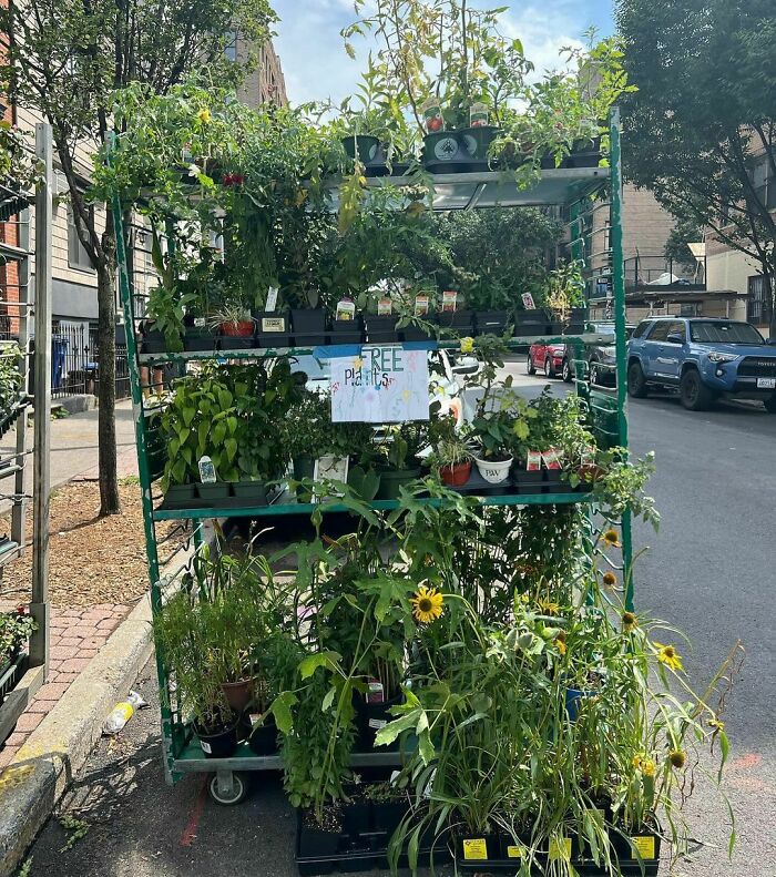 Free plants displayed on a rack curbside in NYC, offering various greenery as a stooping treasure for passersby.