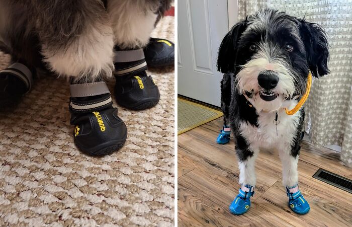 Dog wearing blue and black shoes, standing indoors on a wooden floor, showcasing random things that capture attention.