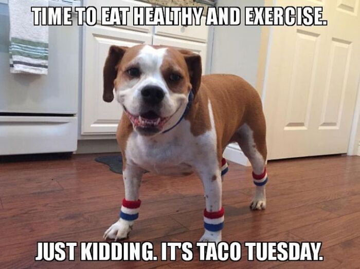 Dog in kitchen wearing sweatbands, captioned about healthy eating and Taco Tuesday, for Happy Tuesday memes.