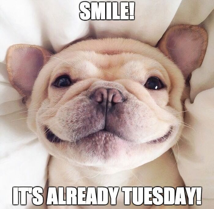 Smiling dog meme with text "Smile! It's already Tuesday!" to boost happy vibes for the week.