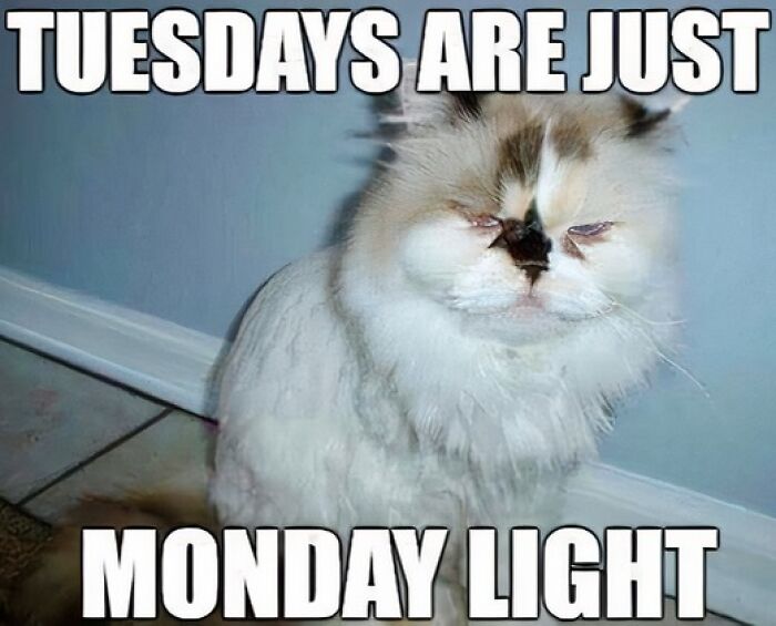 Grumpy cat with text saying "Tuesdays are just Monday light," illustrating a Tuesday meme.