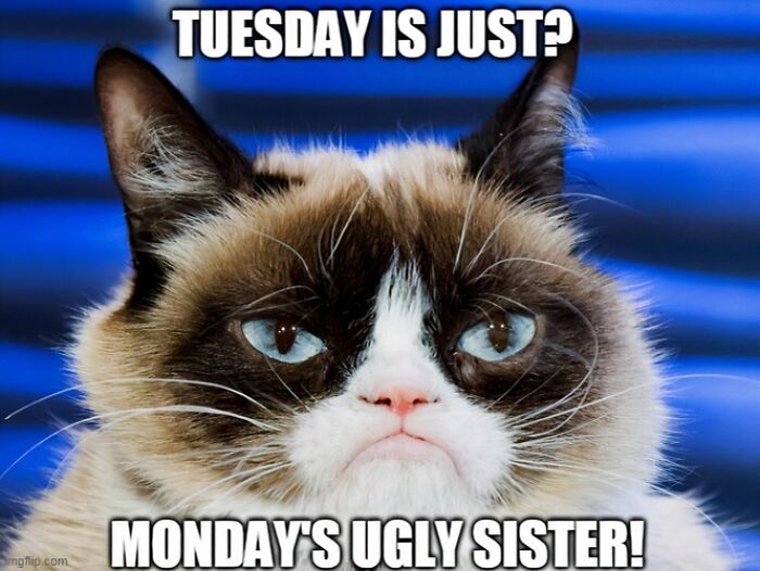 Grumpy cat meme highlighting a humorous take on Tuesday, with text comparing it to Monday.