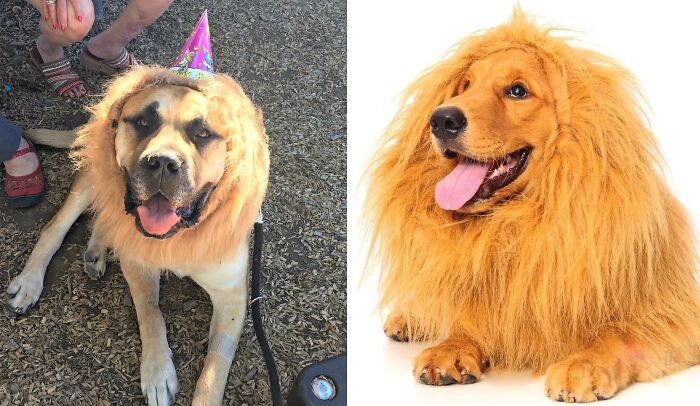 Two dogs dressed with lion manes, one wearing a party hat, catching attention.