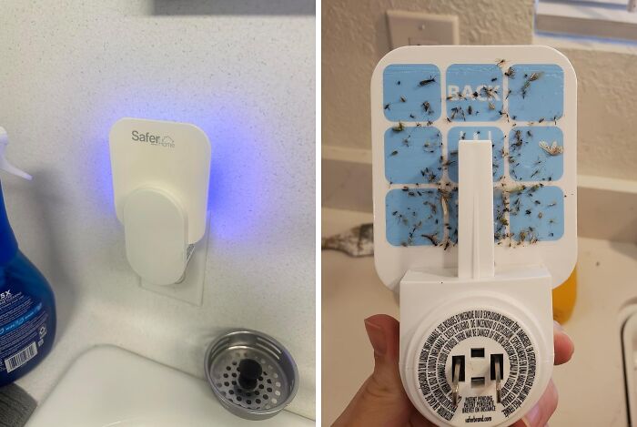 Even Pandas Need A Little Peace And Quiet! The Indoor Plug-In Fly Trap Helps Them Relax And Enjoy Their Bamboo In Tranquility