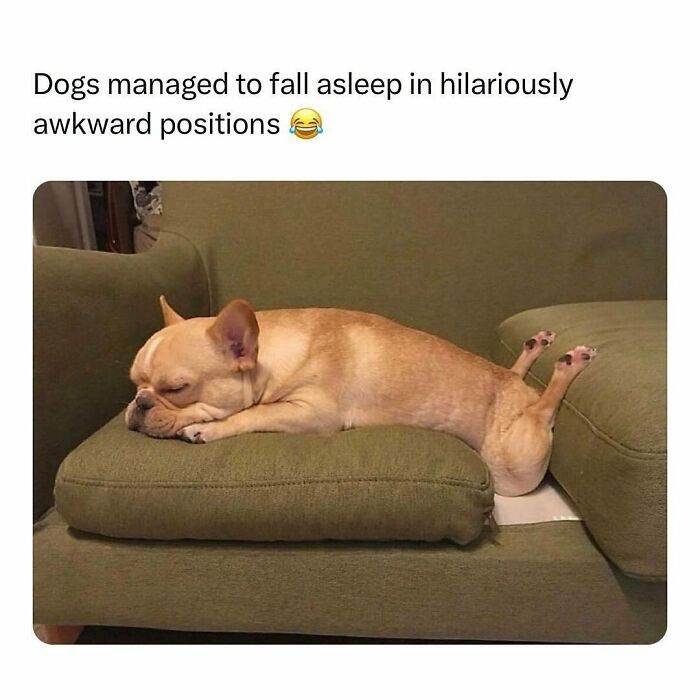 A French Bulldog sleeping awkwardly on a green couch, adding humor to the day.
