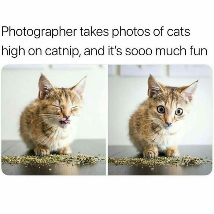 Playful kittens reacting to catnip, showcasing funny and awkward animal behavior.