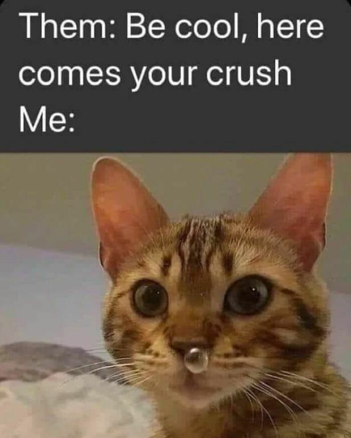 Funny meme of a wide-eyed cat with a droplet on its nose, reacting to seeing a crush.