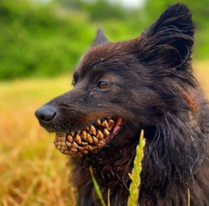 Dog holding a cluster of pine cones, creating a seriously confusing optical illusion of a strange mouth.