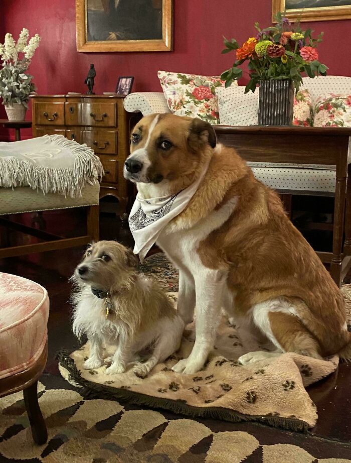 Our Pups Minding Their Manners