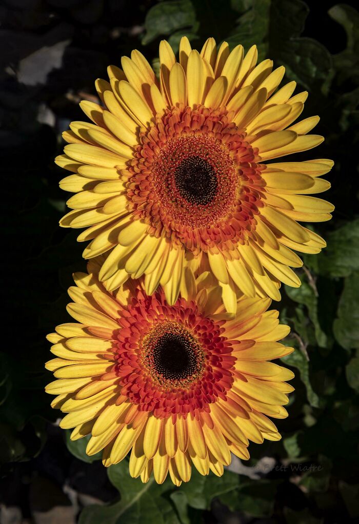 Mom's Yellow And Orange Gerberas