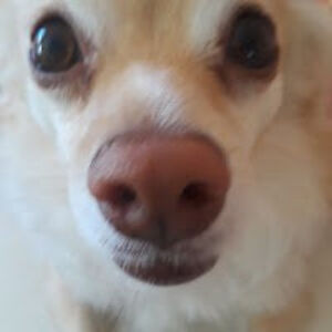 felixizquierdo avatar