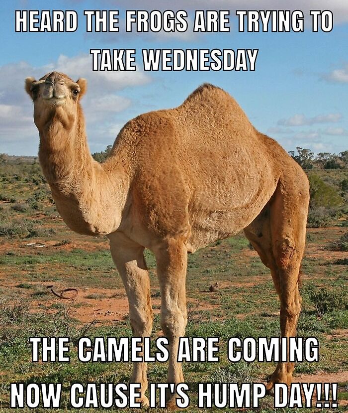 A camel in the desert with text about Wednesday and Hump Day humor.