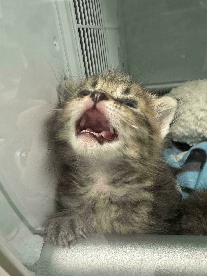 Cute kitten with mouth open meowing, displaying adorable feline drama.