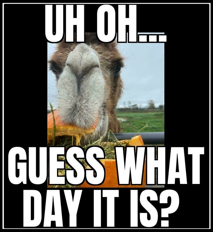 A camel eating from a trough with text: "UH OH... GUESS WHAT DAY IT IS?" Perfect hump day meme for Wednesday.