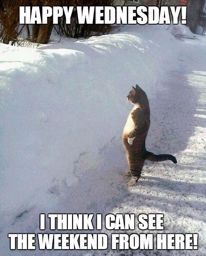 Cat meme in snow, standing upright with text: "Happy Wednesday! I think I can see the weekend from here!" Hump day vibes.