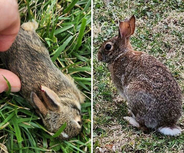 Two adorable bunnies resting in the grass, showcasing undeniable cuteness.