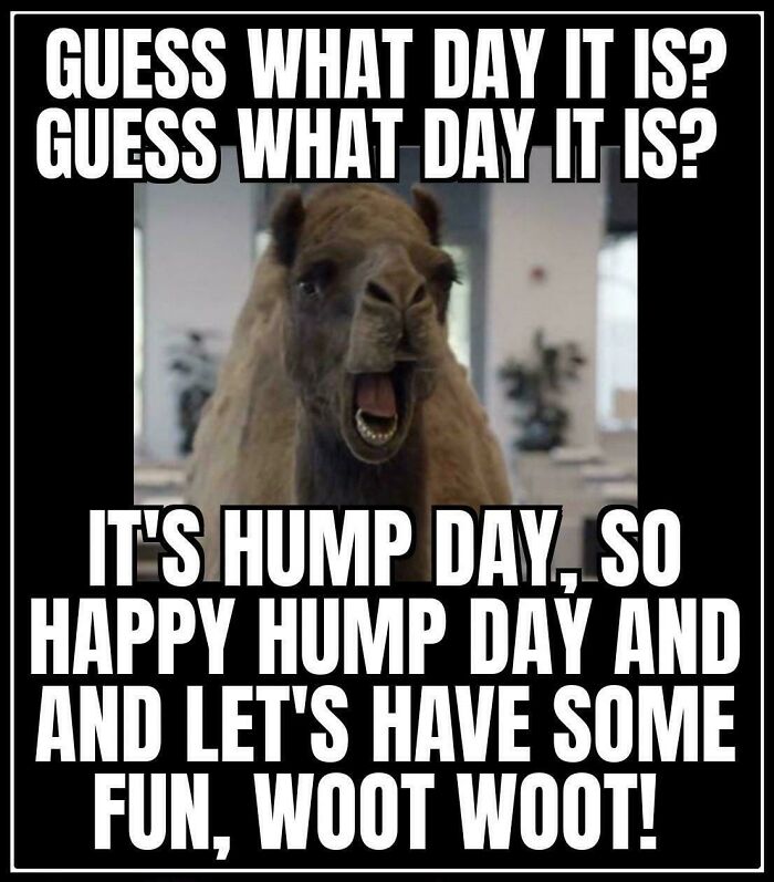 Excited camel in an office saying "It's Hump Day, let's have some fun!"