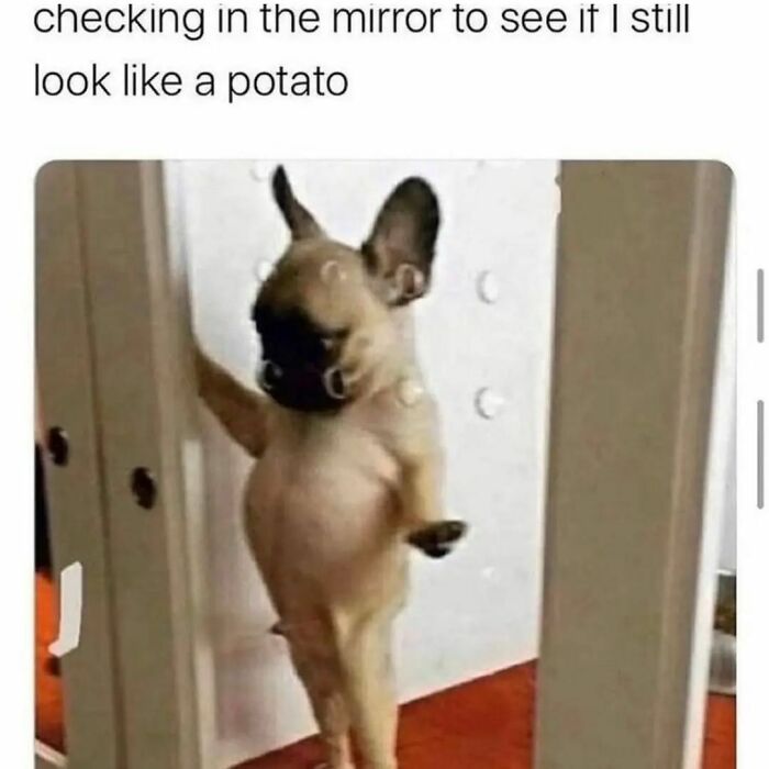 Funny meme of a dog standing on hind legs in front of a mirror, captioned “checking in the mirror to see if I still look like a potato.”
