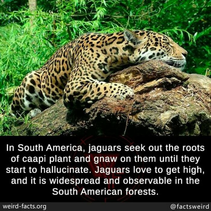 A jaguar resting on a tree in a South American forest, known for gnawing on caapi roots causing hallucinations; a weird fact.