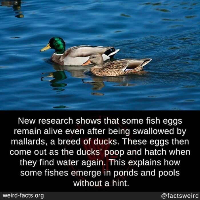 Mallard ducks swimming, illustrating a weird fact about fish eggs surviving digestion and emerging in new waters.