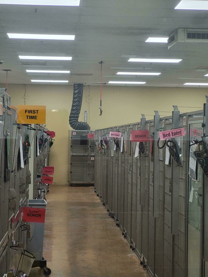 Bed Eaters At Petsmart Hotel