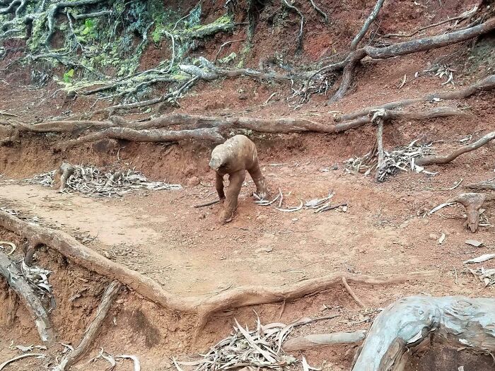 This Root Looks Like A Small Monkey