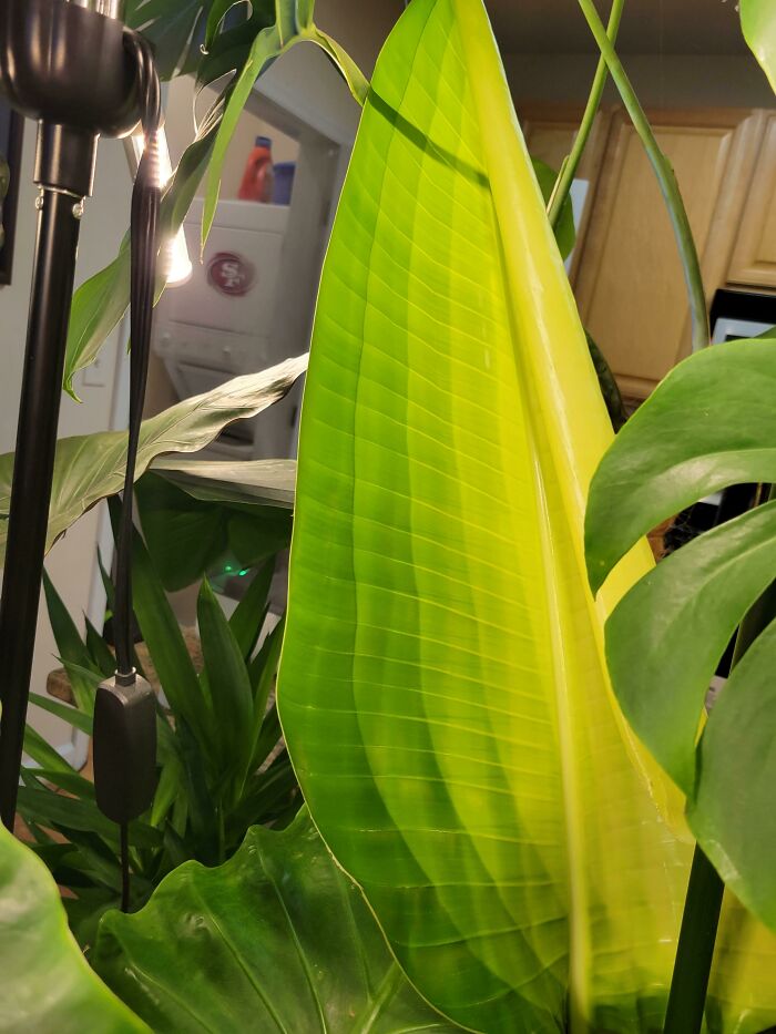 New Bird Of Paradise Leaf Finally Emerged And... What The Heck?