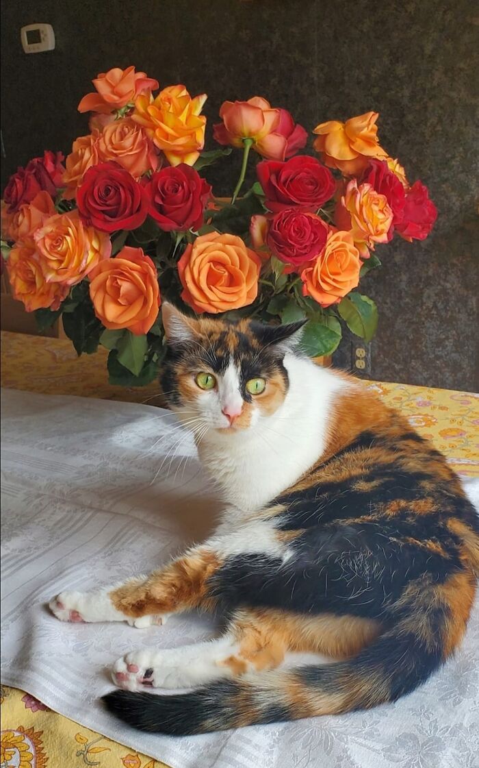 Accidental-Renaissance-Cats