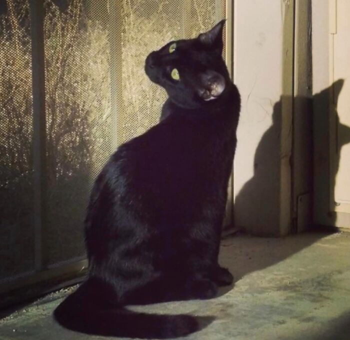 Accidental-Renaissance-Cats