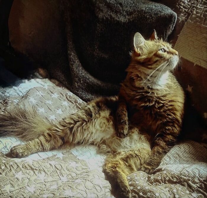 Accidental-Renaissance-Cats