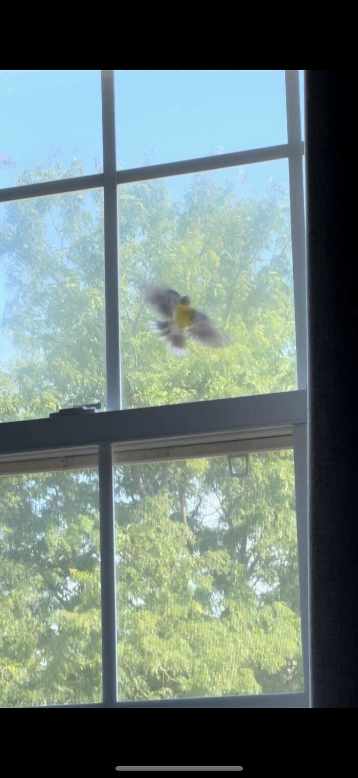 A bird hovering near a window, seemingly about to collide, with trees visible outside.