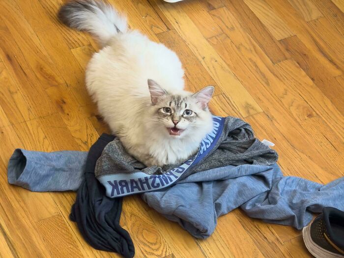 Fluffy white cat on a wooden floor, vocalizing while sitting on a pile of clothes, embodying feline drama.