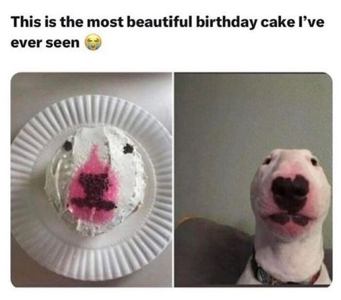 A cake resembling a dog's face next to the actual dog, illustrating a relatable meme moment.