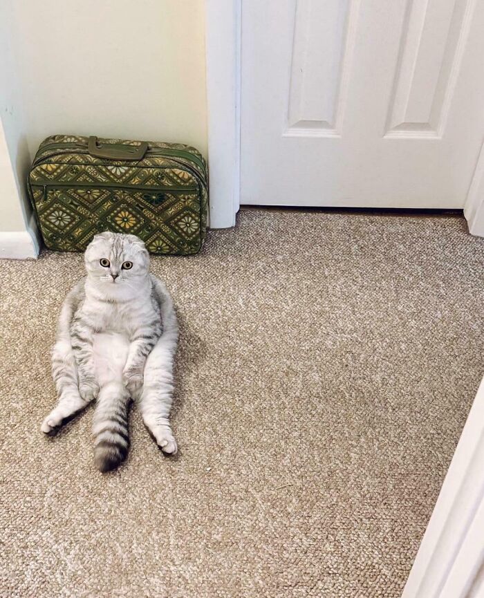 Heard Scream-Meowing Outside The Bathroom And Opened The Door To This