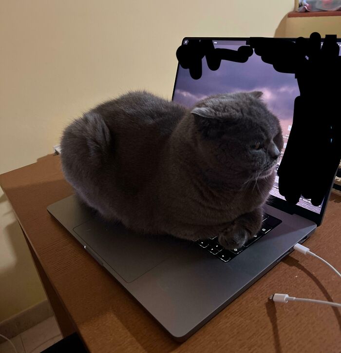 I Got Up To Go To The Loo And Came Back To This