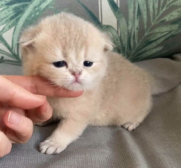 Can You Help Me Name My Cat (Scottish Fold Male)
