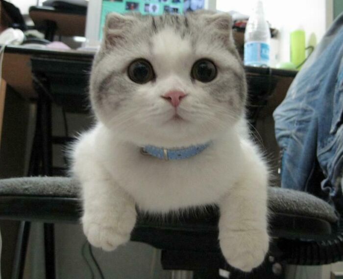 Scottish Fold