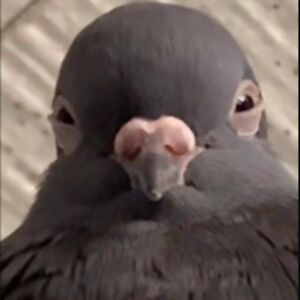 henrikscholte avatar