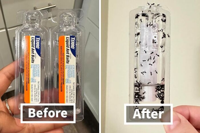 Stop The Ant Army Before It Marches On Your Picnic With Liquid Ant Killer