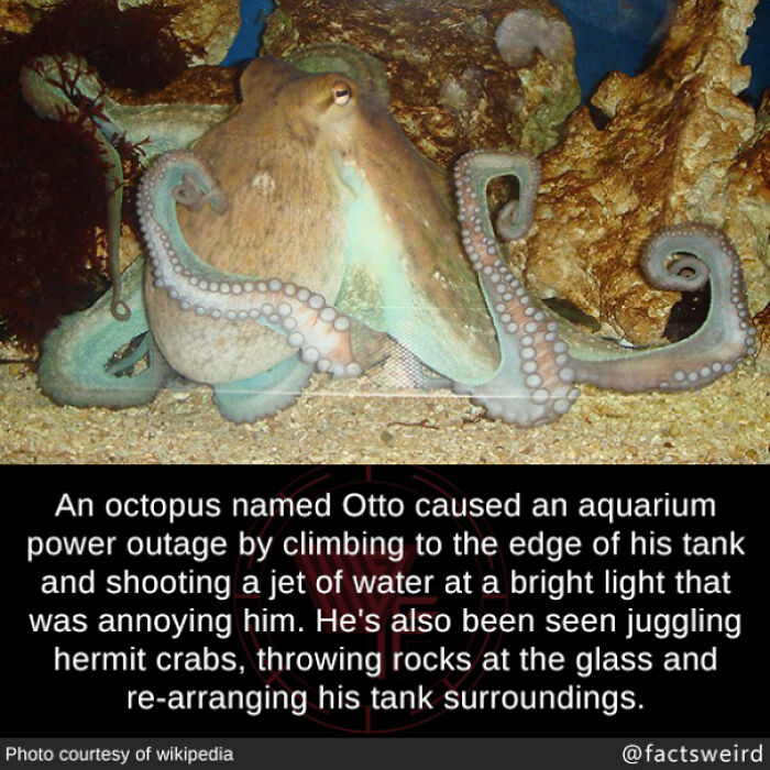 Weird fact: An octopus named Otto caused an aquarium power outage by shooting water at a light.
