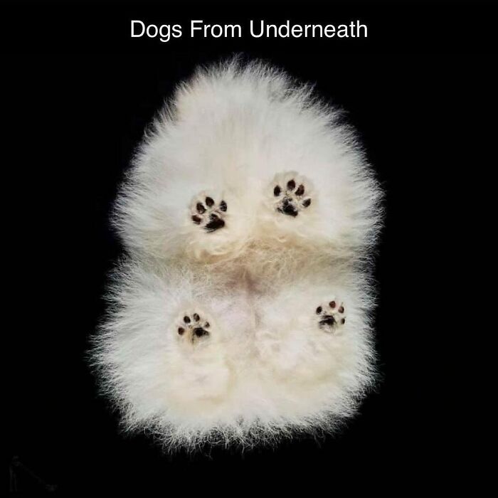 Fluffy dog viewed from below with visible paw pads, creating a funny and awkward animal moment.
