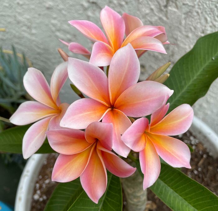 My Favorite Summer Flowers Have Bloomed