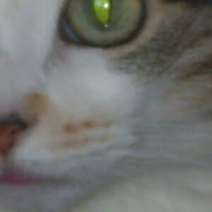 lesleykucharczyk avatar