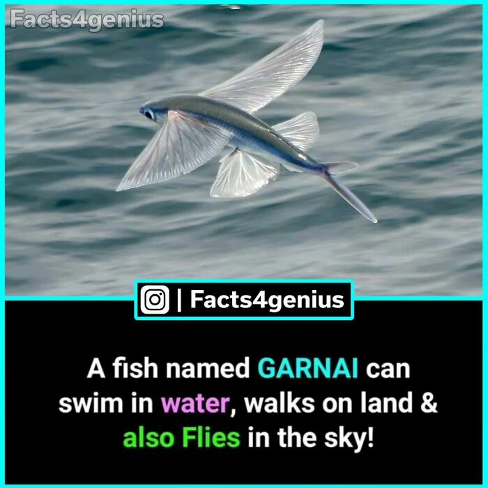 Flying fish gliding over water, illustrating interesting facts for genius.