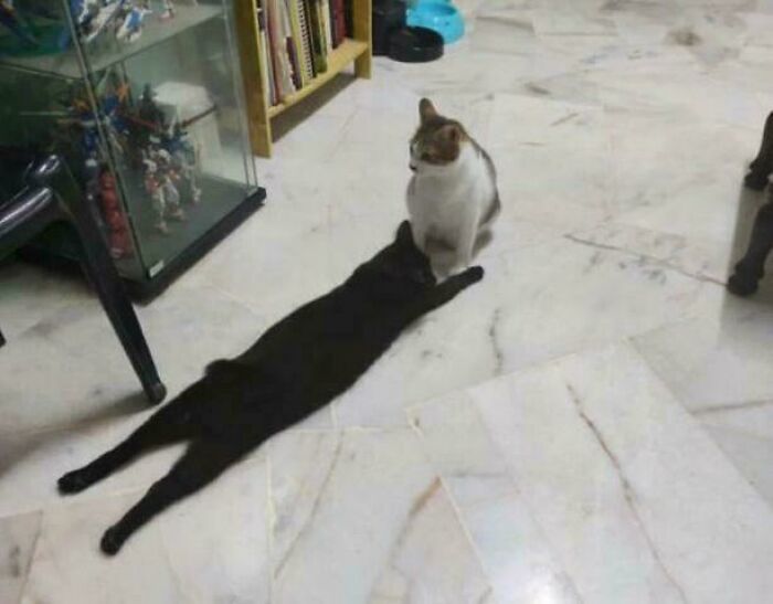 Two cats on a marble floor, one black and stretched out, creating a seriously confusing optical illusion with its shadow.