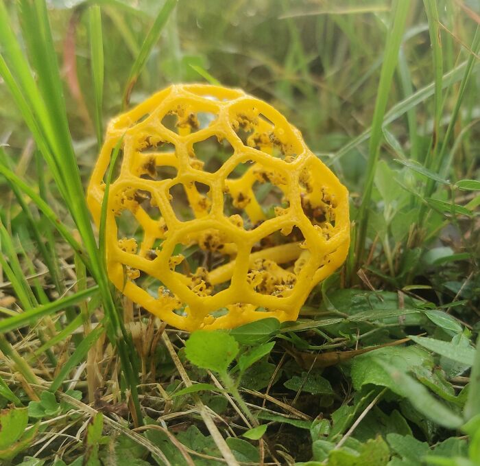 I Came Across This Hexagon/Pentagon-Structured Mushroom