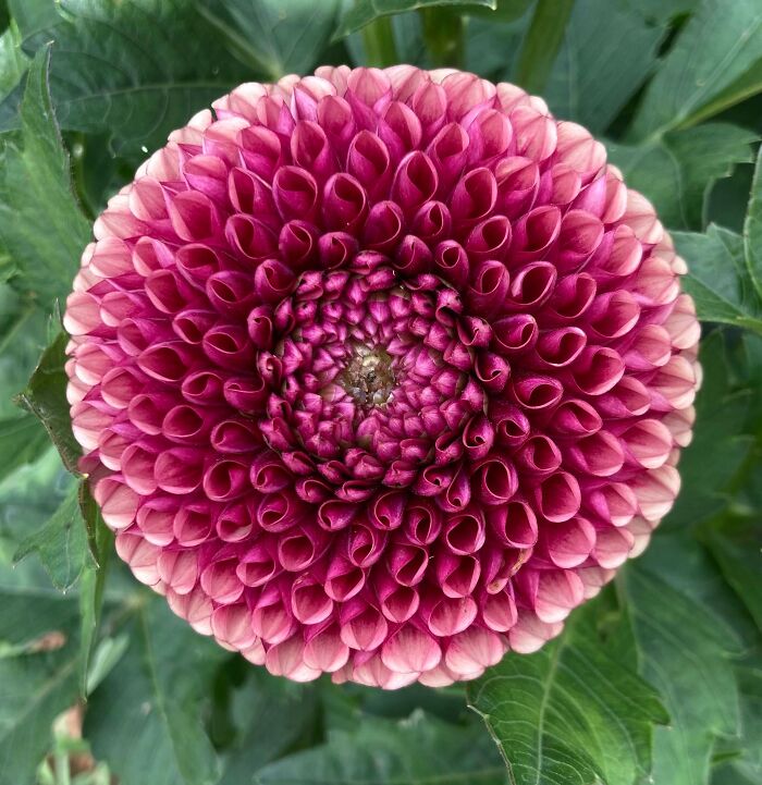The Symmetry And Color Gradient Of This Dahlia In My Garden