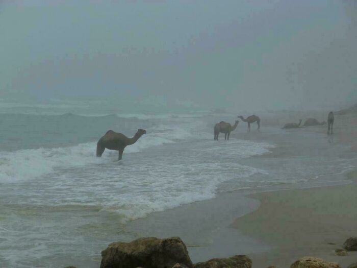 Camels Chilling At The Beach In Morocco