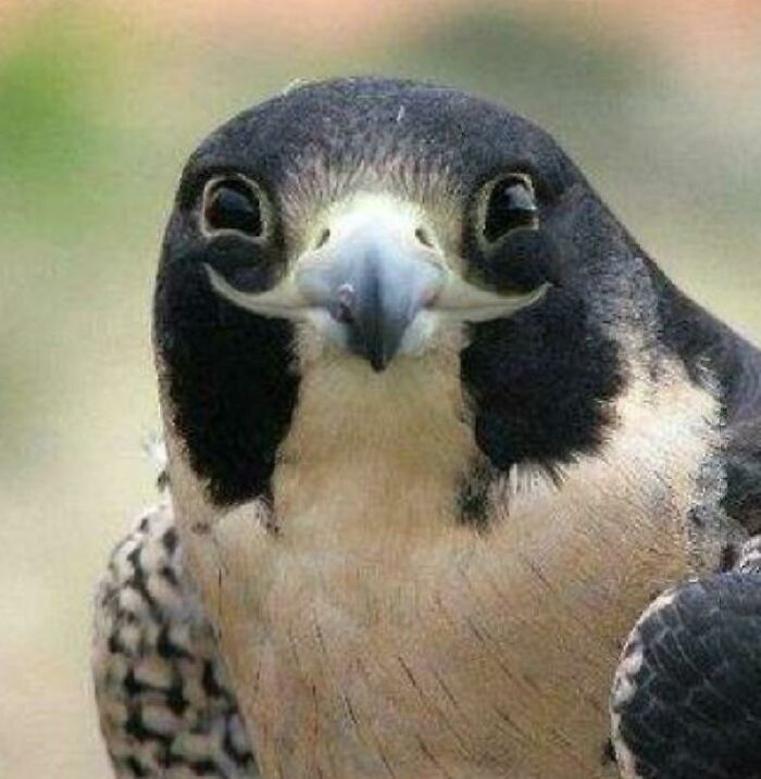 Tfw You Can Finally Eat Cookie Dough Without Hearing Your Ex Say, "You Shouldn't Eat Cookie Dough. And It's Not Just The Raw Eggs, It's Also The Raw Flour. Nobody Talks About The Raw Flour. Sigh. Why Don't You Just Bake The Cookies Like A Normal Person? Is Cookie Dough *really* That Good?"